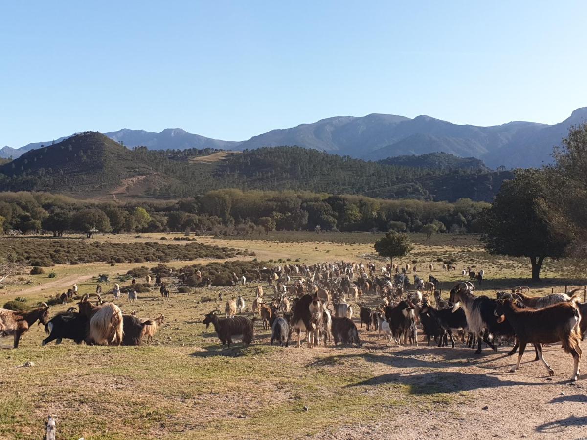 Moltifao Pianotolinca - Centru Di Corsicaヴィラ エクステリア 写真